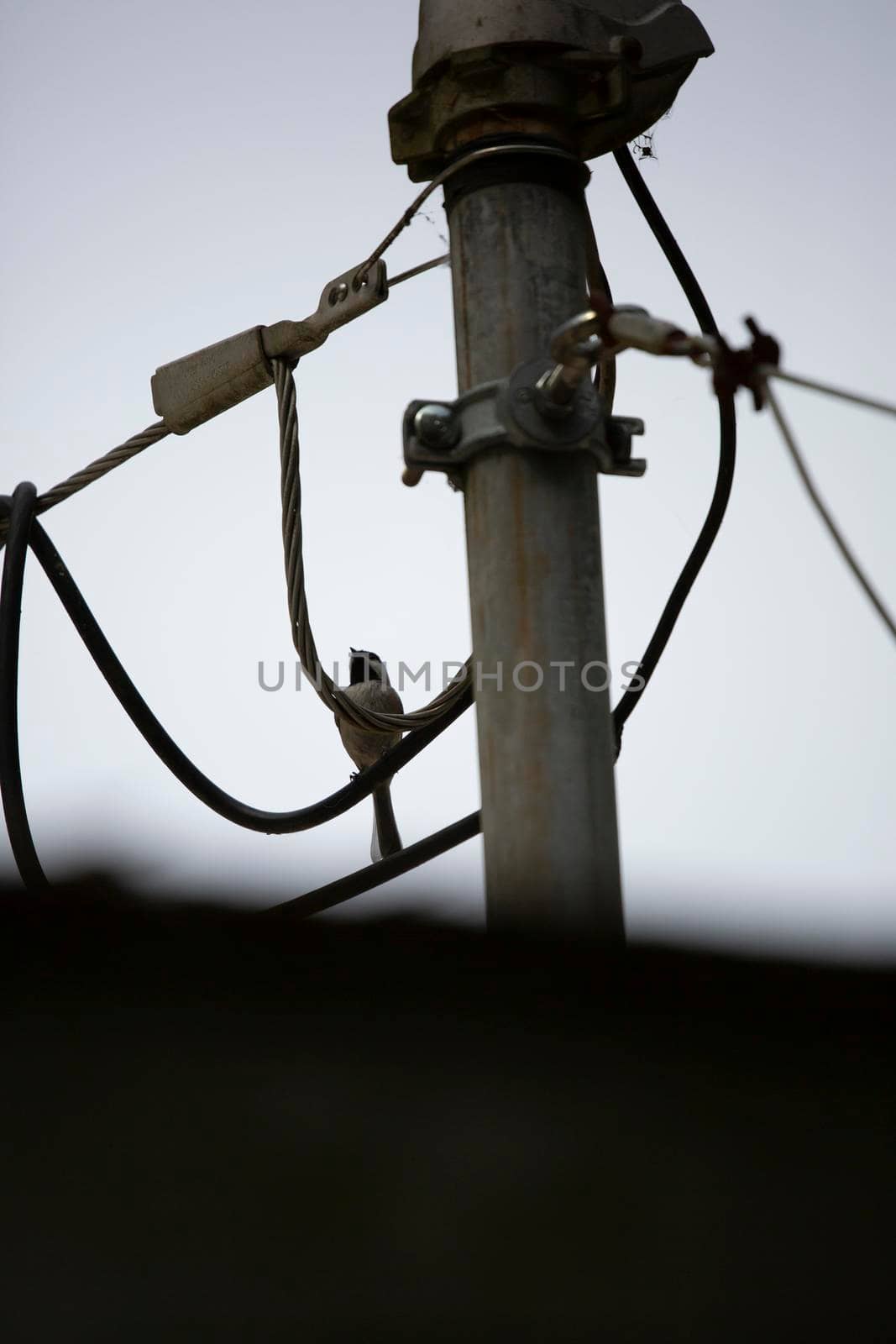 Black-capped chickadee (Poecile atricapillus) perched on an electrical wire