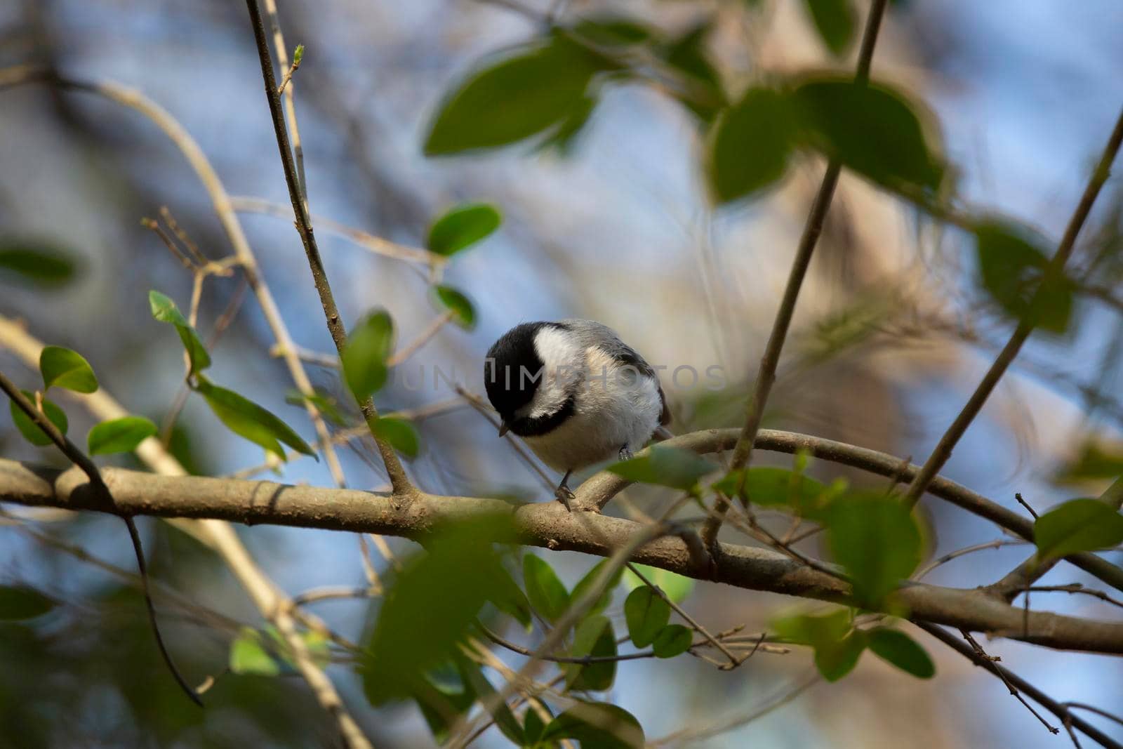 Black-capped chickadee (Poecile atricapillus) looking down from its perch on a bush