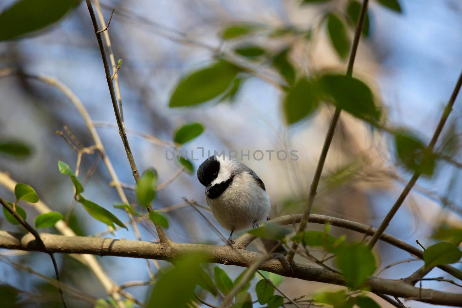 Curious black-capped chickadee (Poecile atricapillus) looking around from its perch on a bush branch