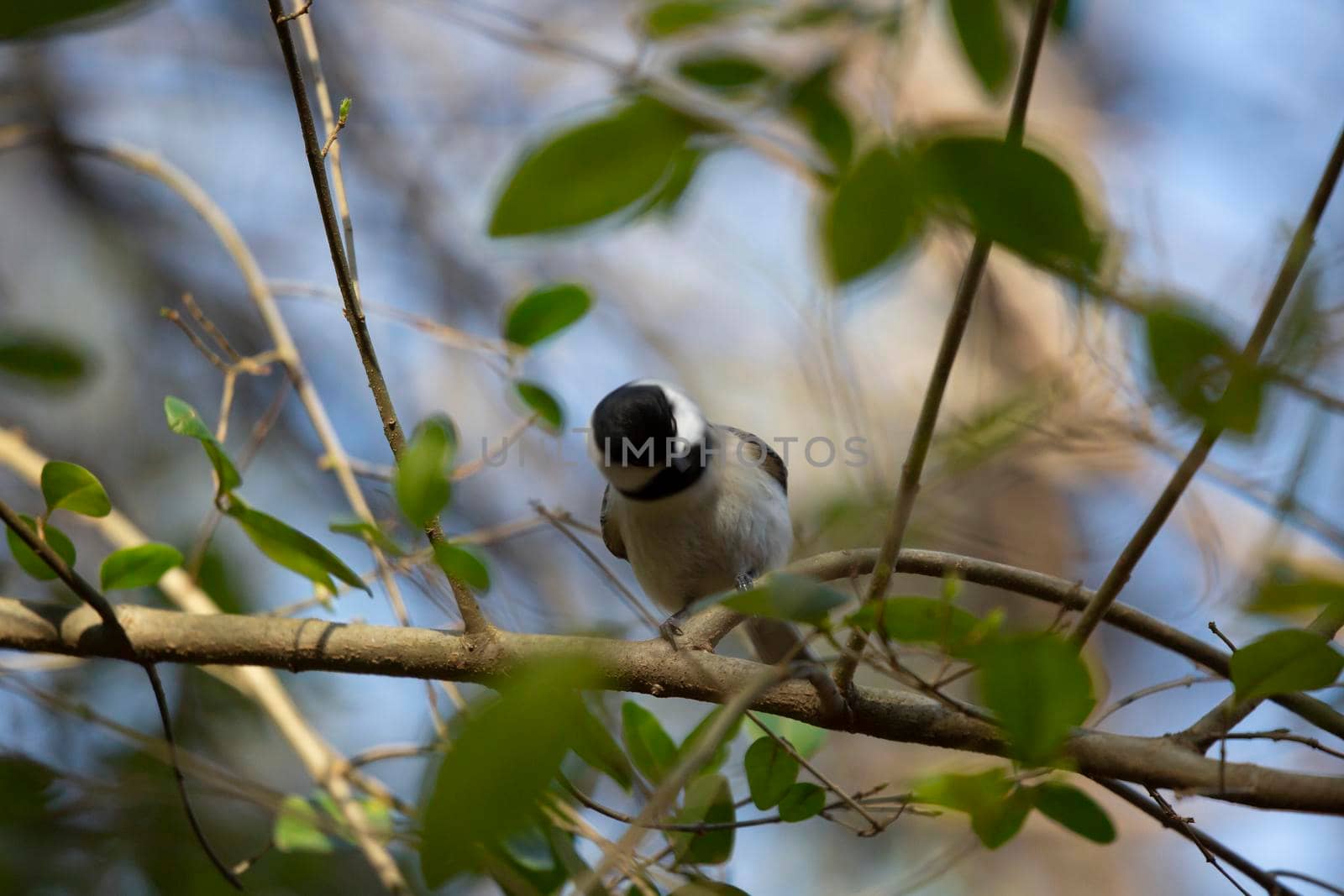 Black-capped chickadee (Poecile atricapillus) shaking its head on a branch