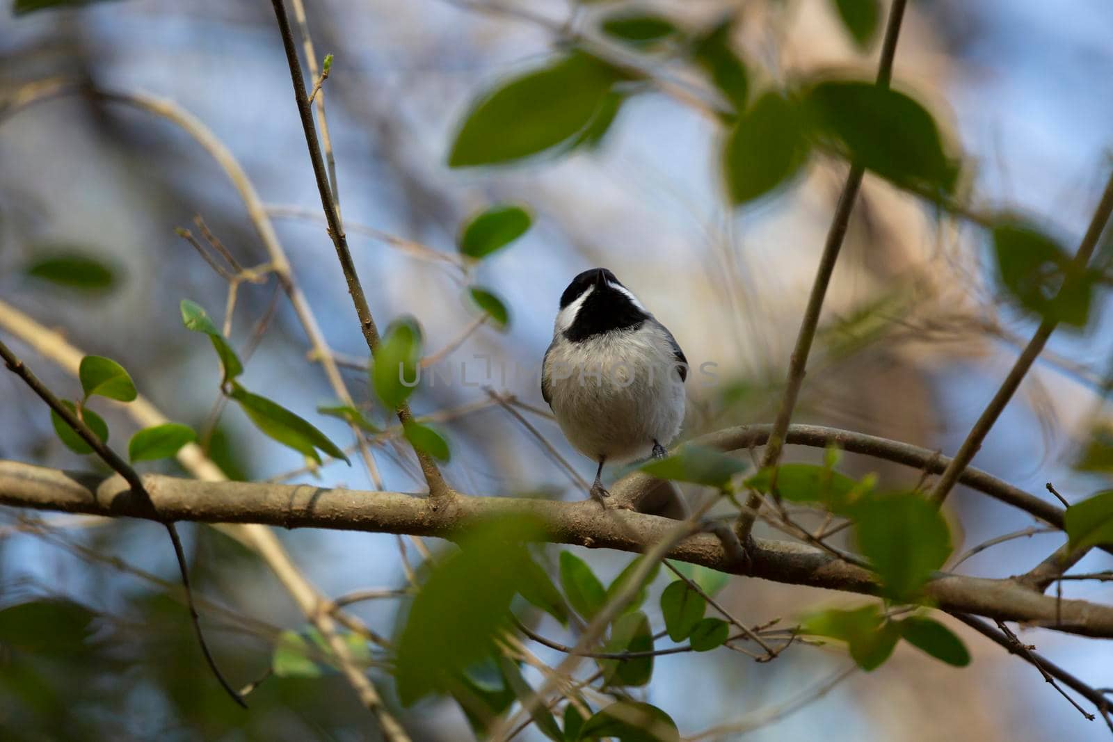 Curious black-capped chickadee (Poecile atricapillus) looking around from its perch on a bush branch