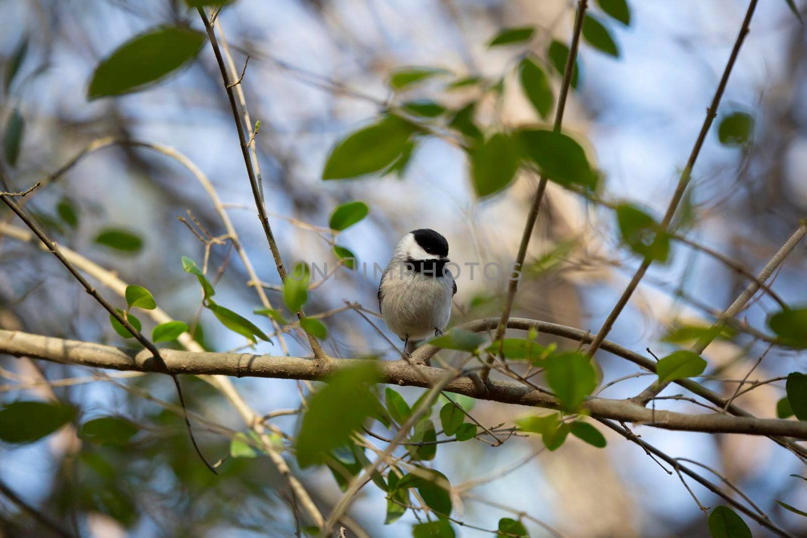 Black-capped chickadee (Poecile atricapillus) foraging for food on a bush branch