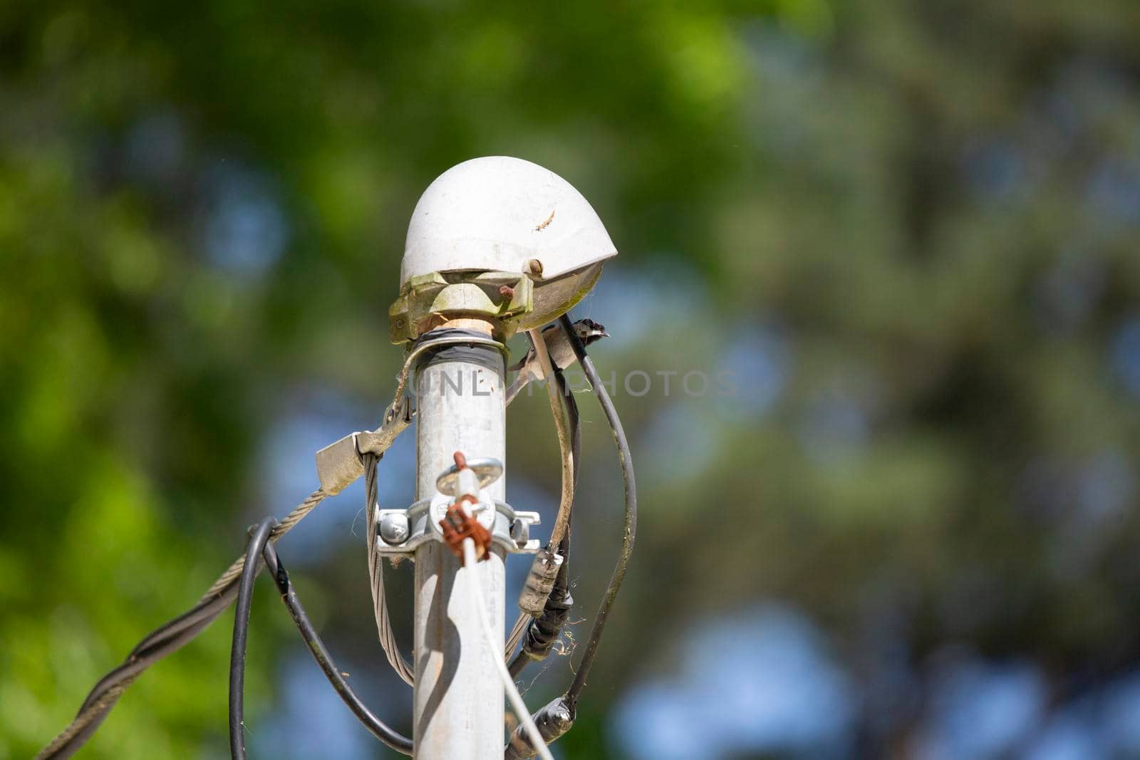 Curious black-capped chickadee (Poecile atricapillus) looking around from its perch on a wire