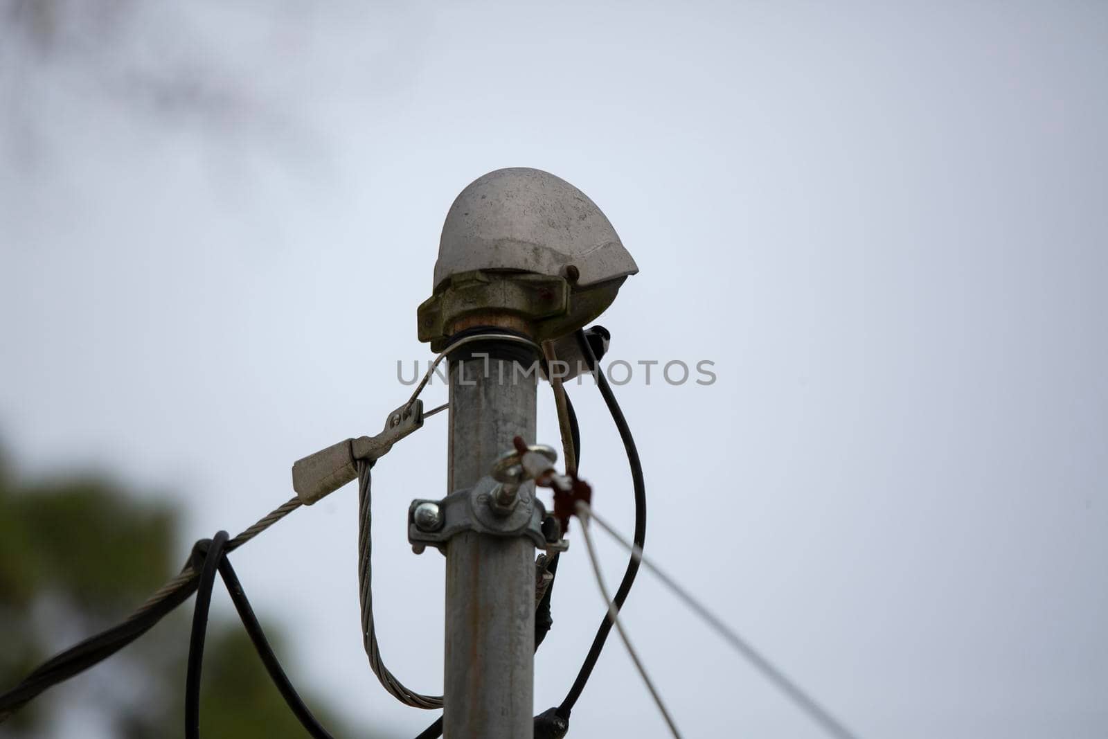 Curious black-capped chickadee (Poecile atricapillus) perched on a wire