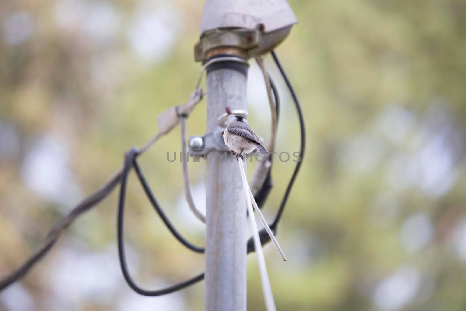 Black-capped chickadee (Poecile atricapillus) perched on a wire