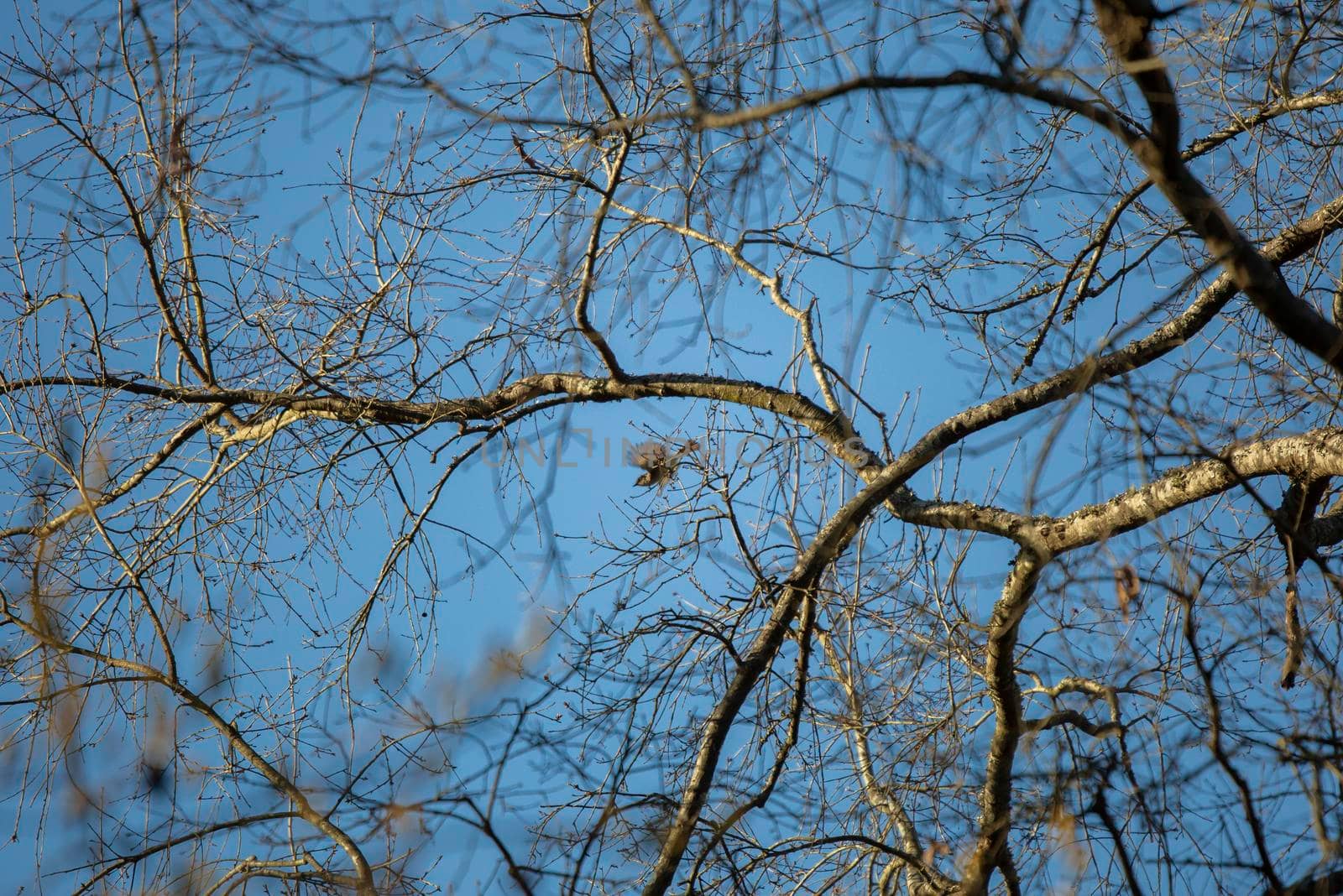 Eastern phoebe (Sayornis phoebe) in flight, diving from a tall tree branch