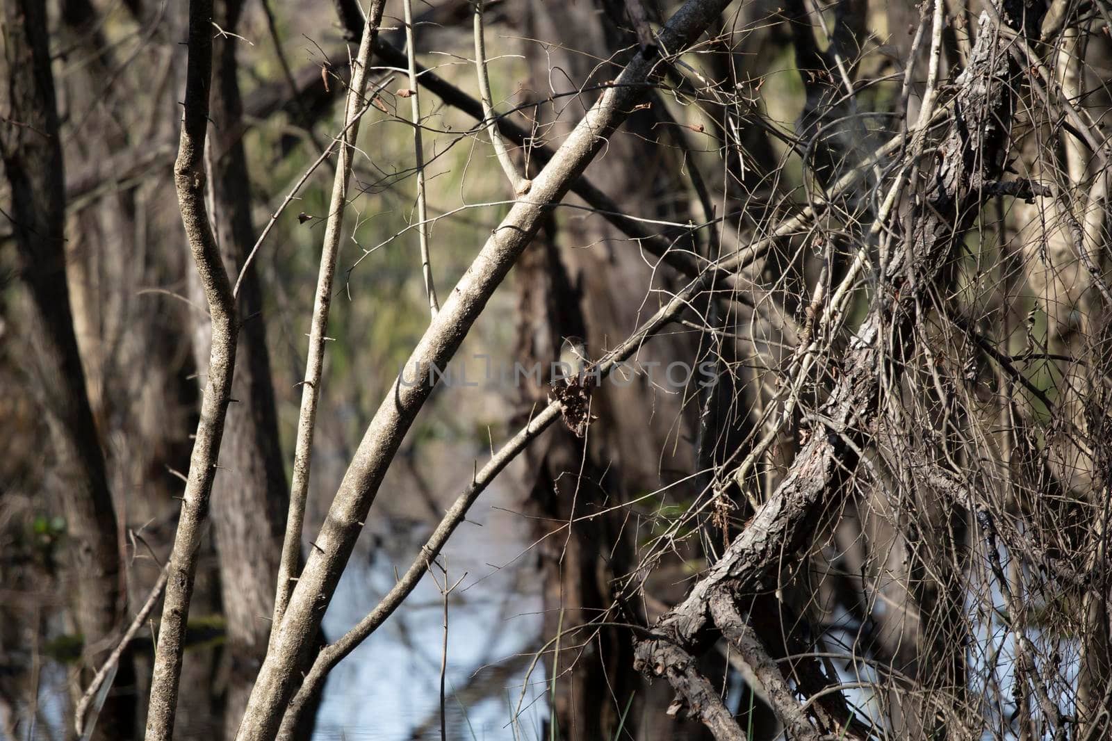 Curious eastern phoebe (Sayornis phoebe) perched in a bare tree