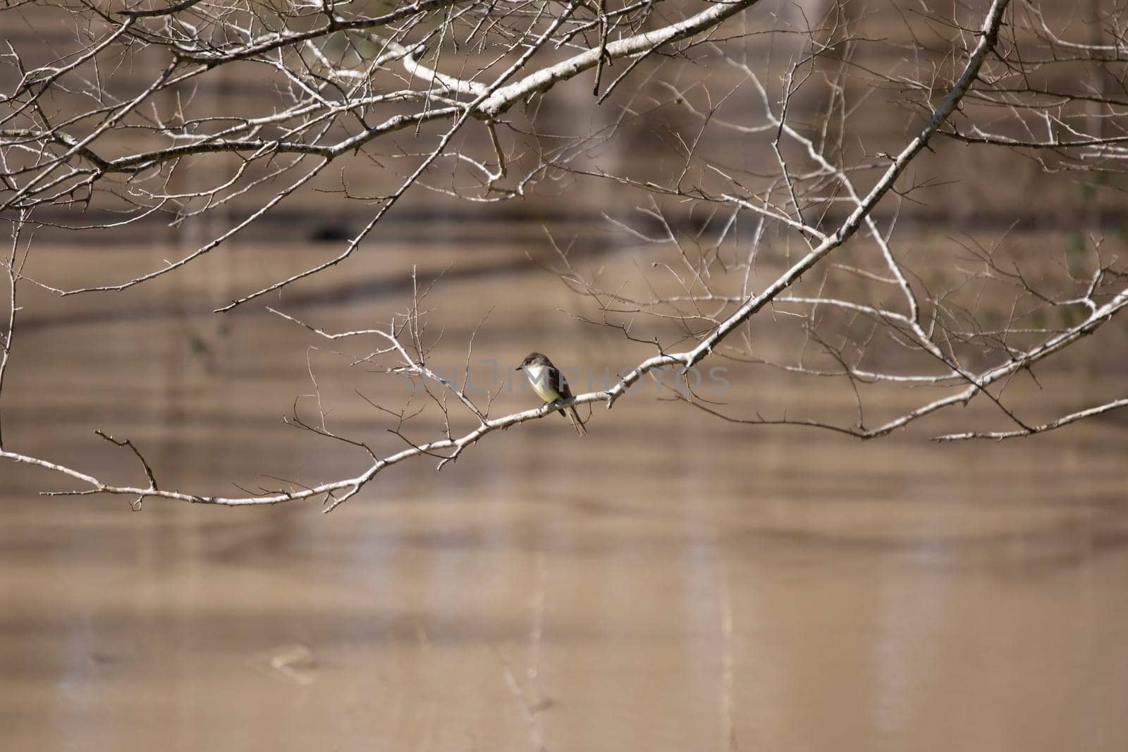Eastern phoebe (Sayornis phoebe) on a bare branch hanging over muddy water