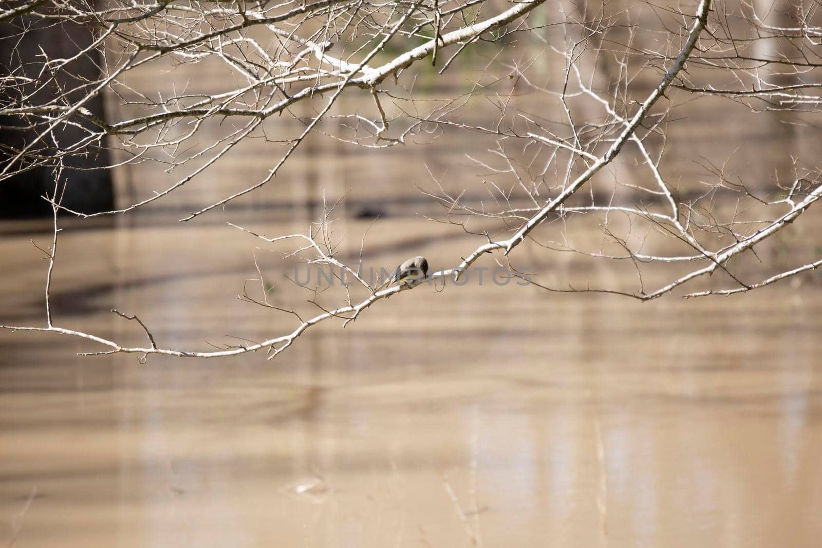 Eastern phoebe (Sayornis phoebe) foraging on a bare branch hanging over muddy water