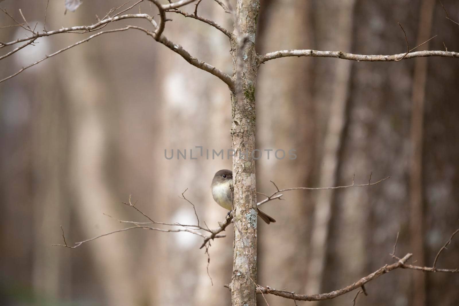 Curious eastern phoebe (Sayornis phoebe) peeking around a small tree trunk from a small, bare branch