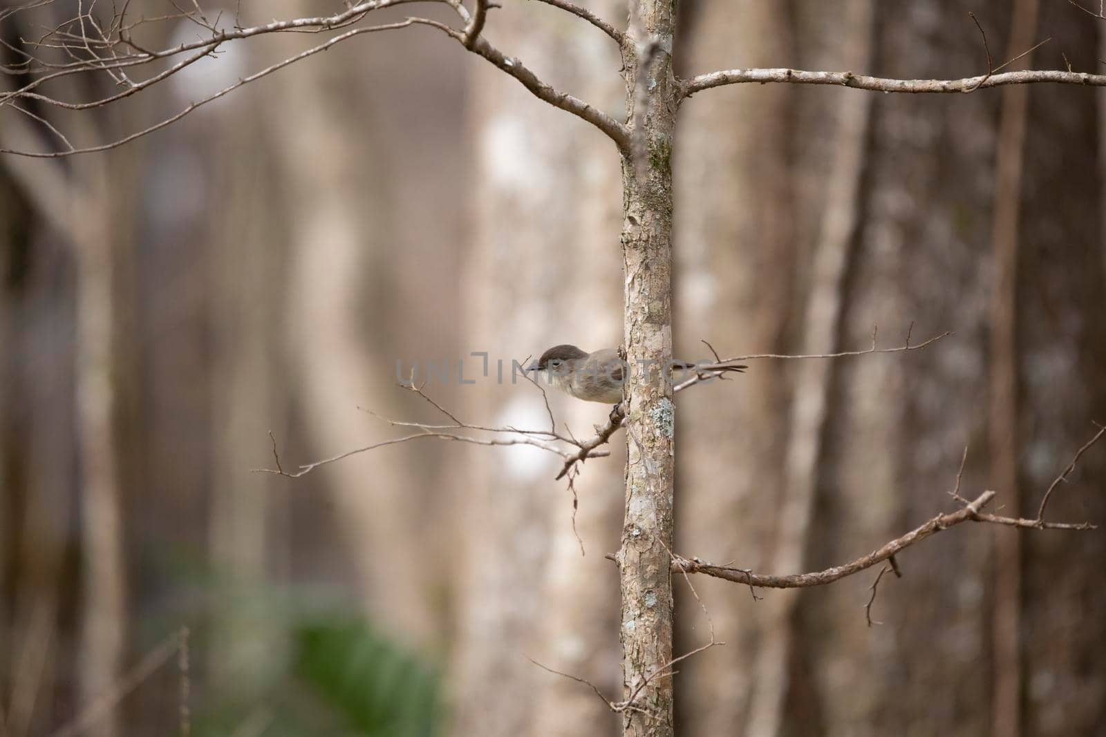 Eastern phoebe (Sayornis phoebe) preparing to take flight from a small, bare branch