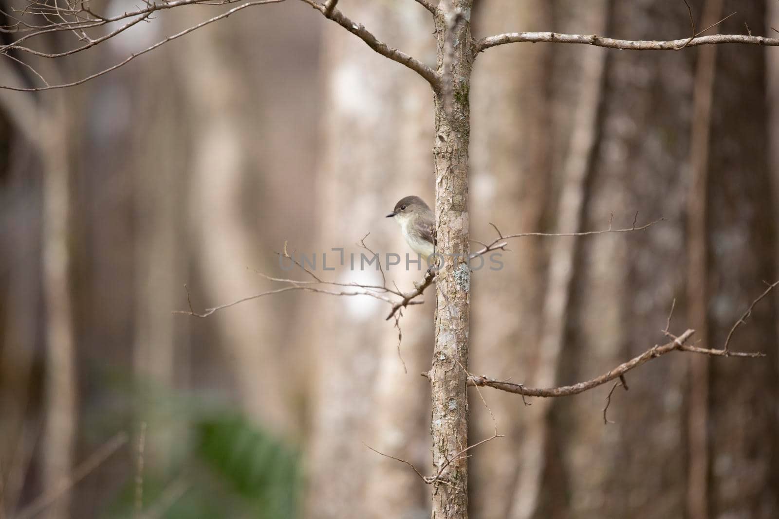 Eastern phoebe (Sayornis phoebe) perched on a small, bare branch