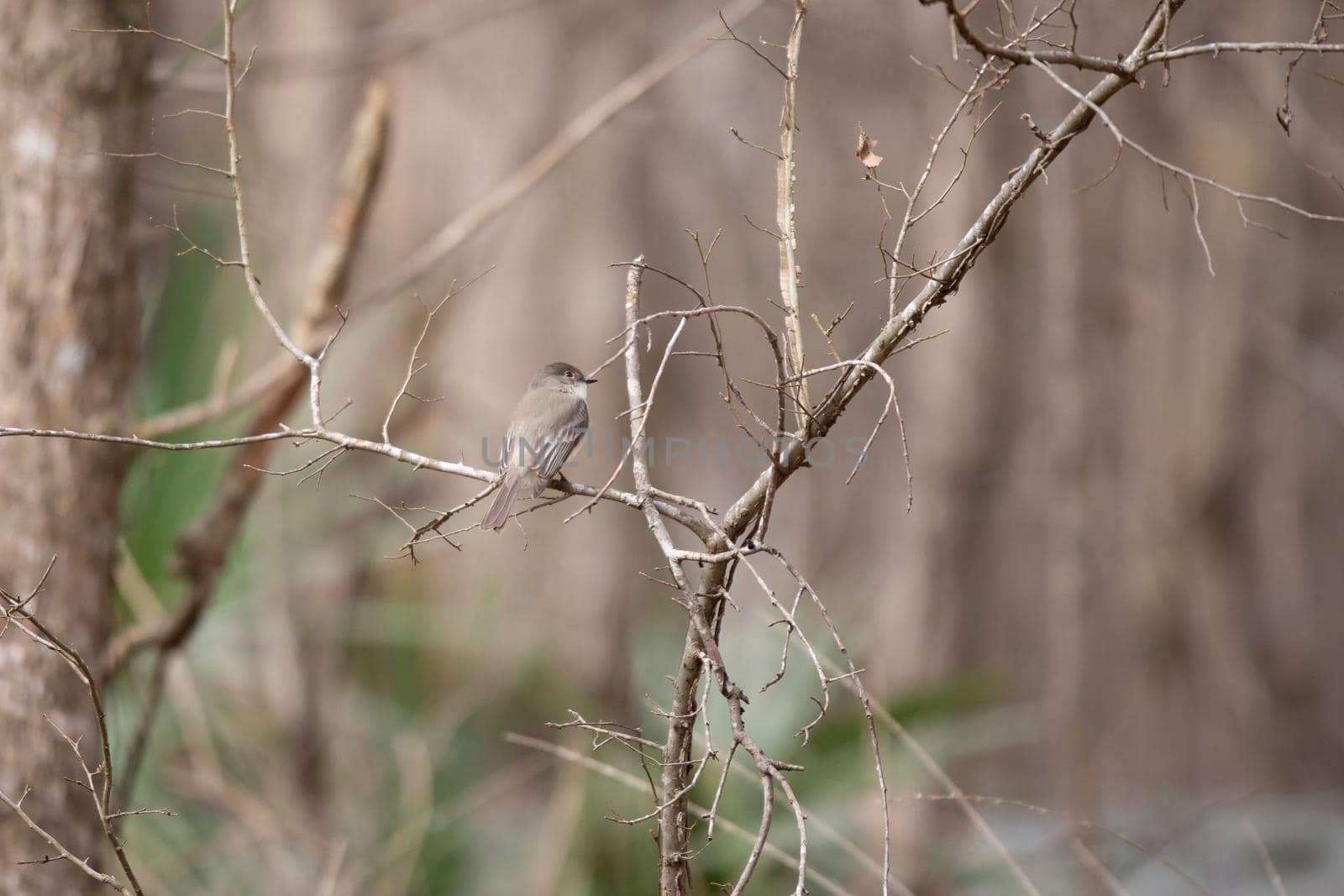 Curious eastern phoebe (Sayornis phoebe) tilting its head from a small branch of a small tree