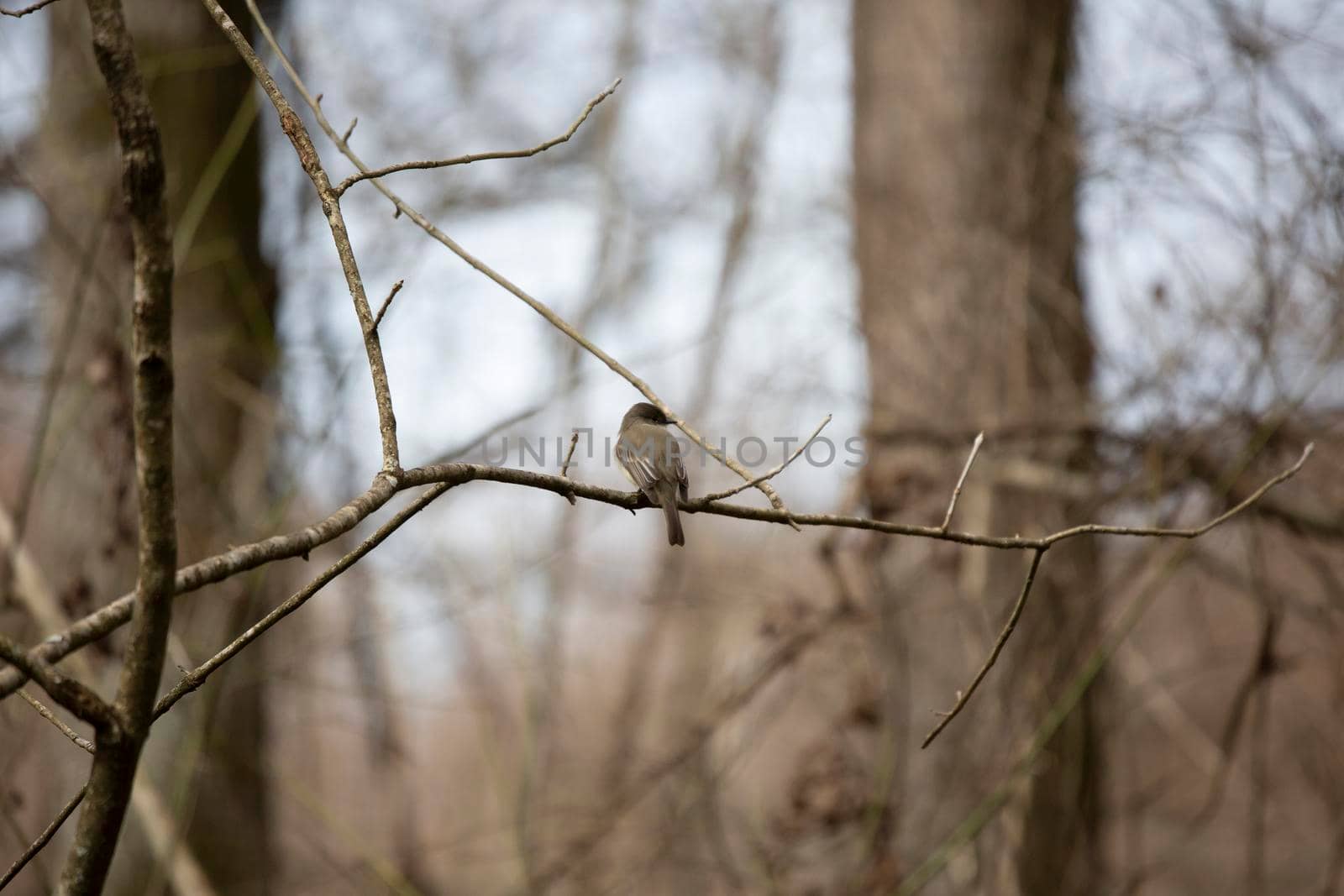 Curious eastern phoebe ()Sayornis phoebe looking to the side on a small branch