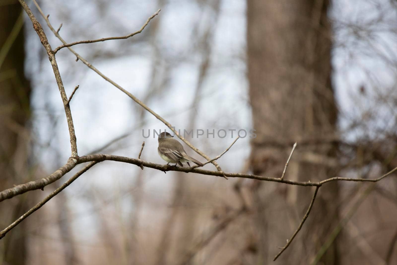 Curious eastern phoebe (Sayornis phoebe) tilting its head, looking around from a small branch
