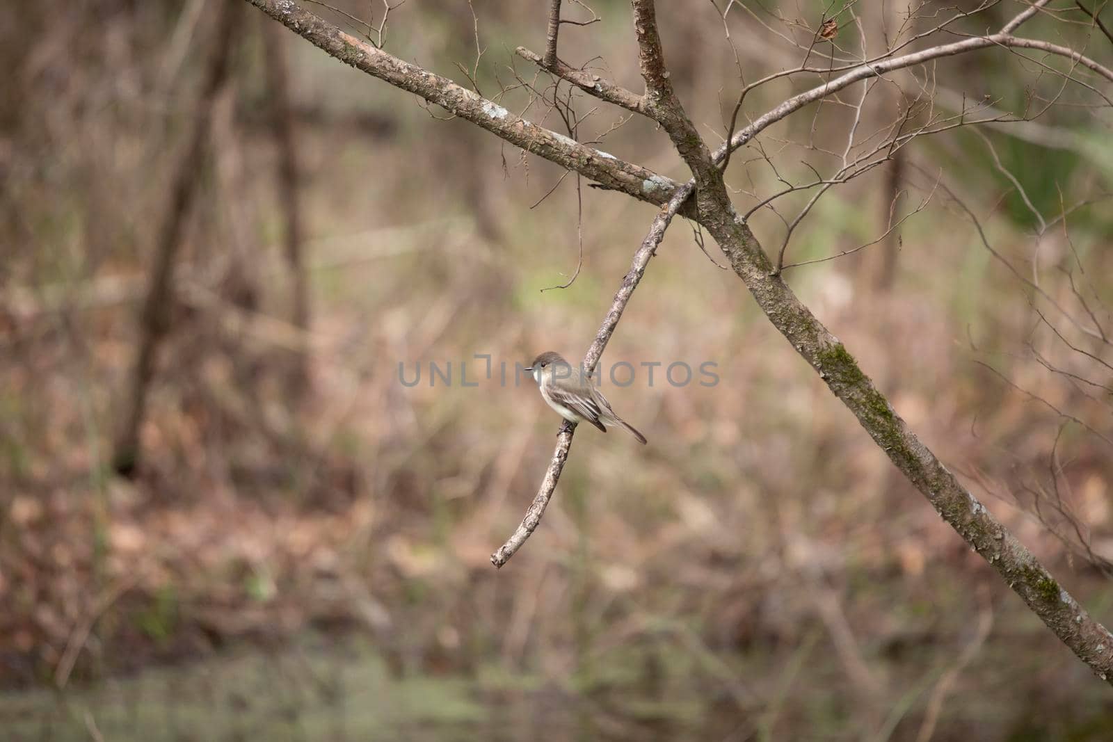 Eastern phoebe (Sayornis phoebe) perched on a small, broken branch