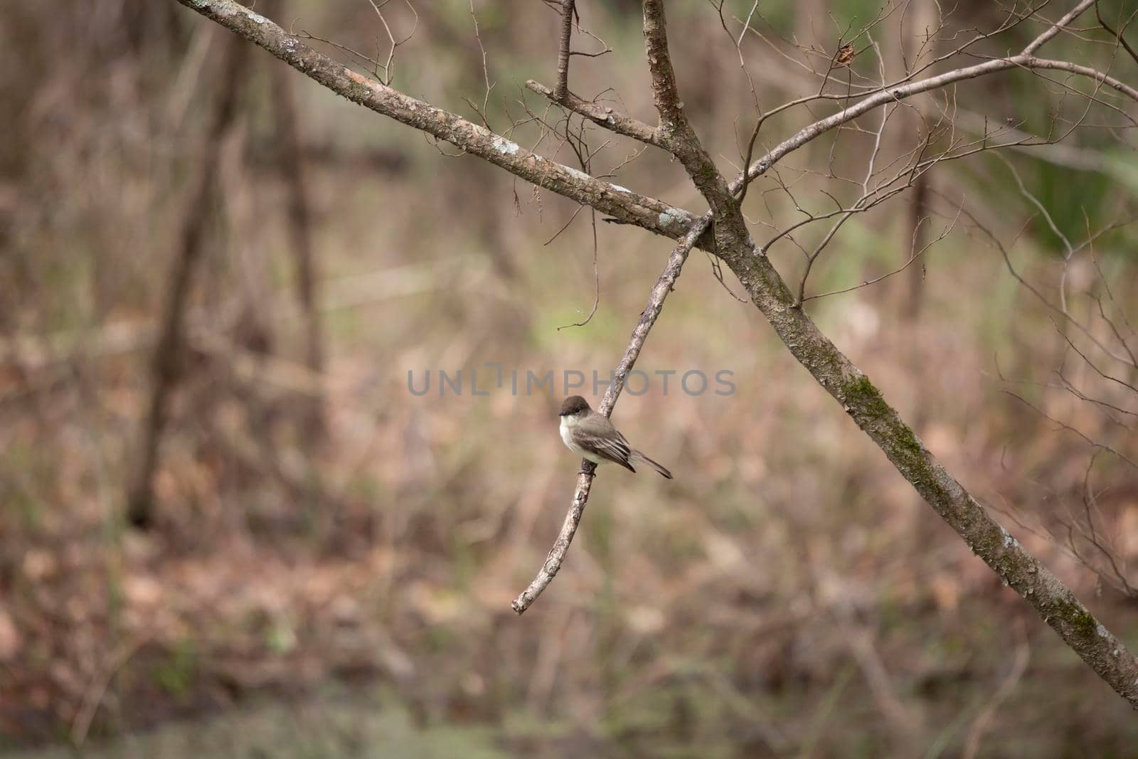 Eastern phoebe (Sayornis phoebe) perched on a small, broken branch