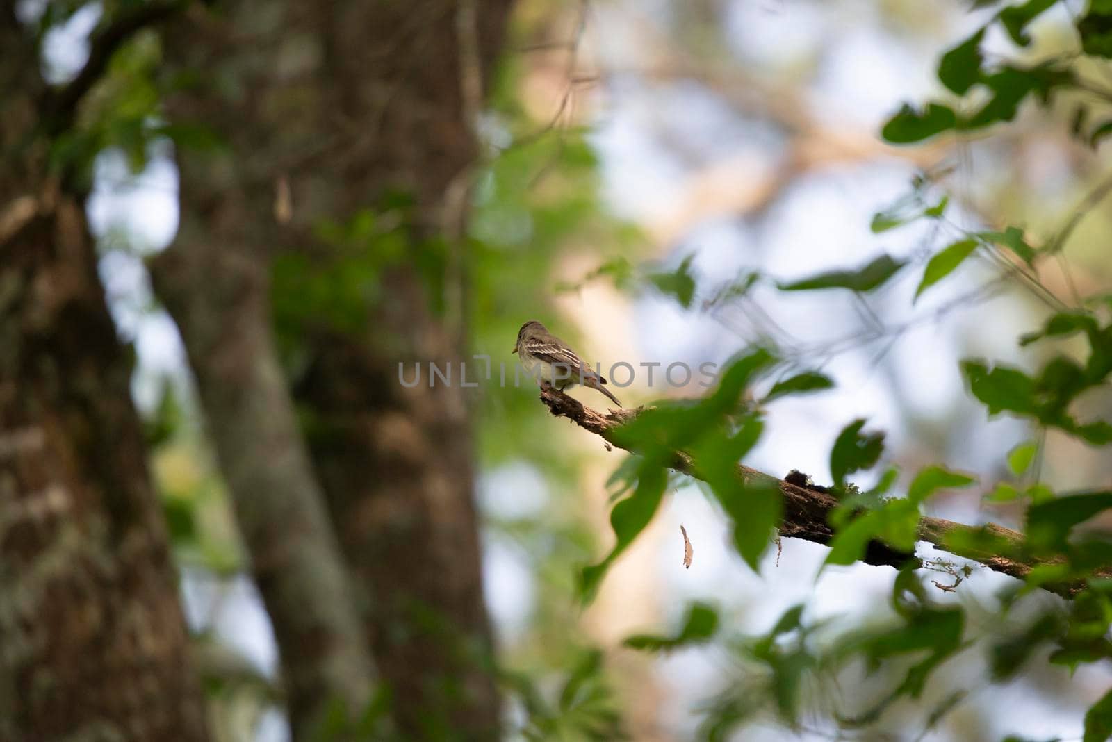 Eastern wood pewee (Contopus virens) looking around curiously from its perch on a tree limb