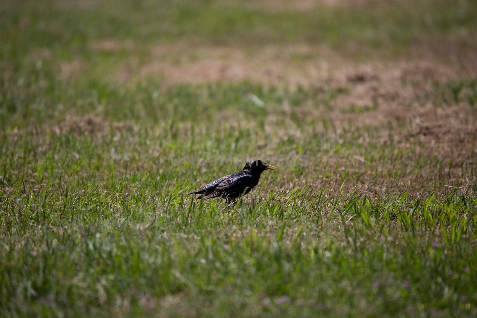 European starling (Sturnus vulgaris) foraging in a meadow