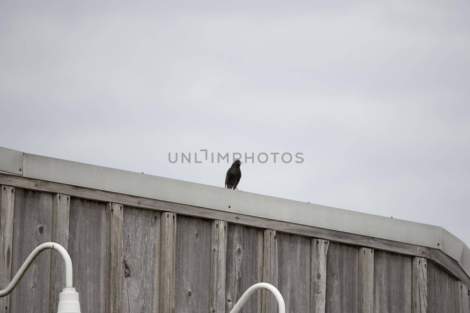 EUropean starling on top of a building