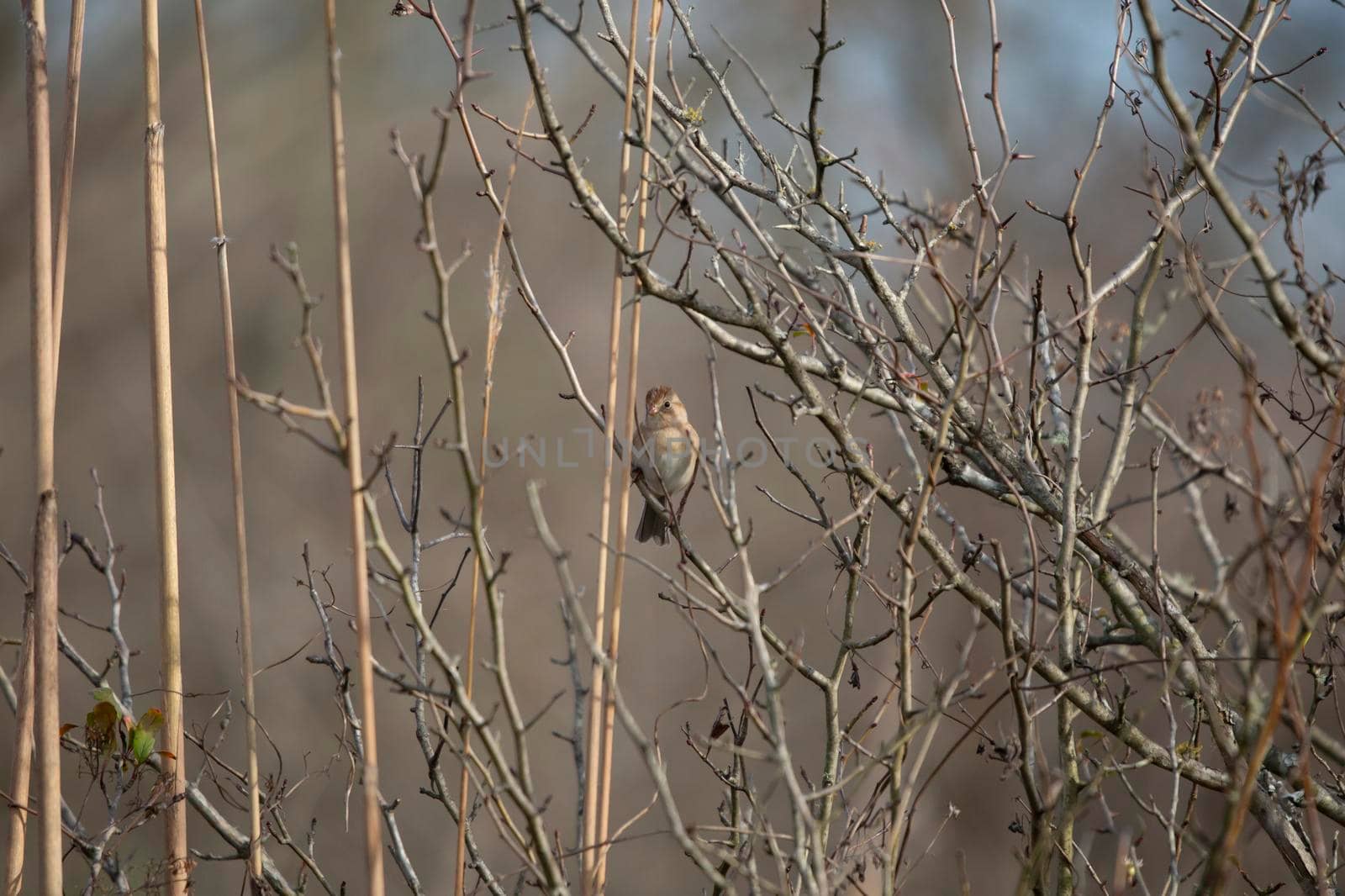 Field sparrow (Spizella pusilla) snacking while perched on a thin reed in a field