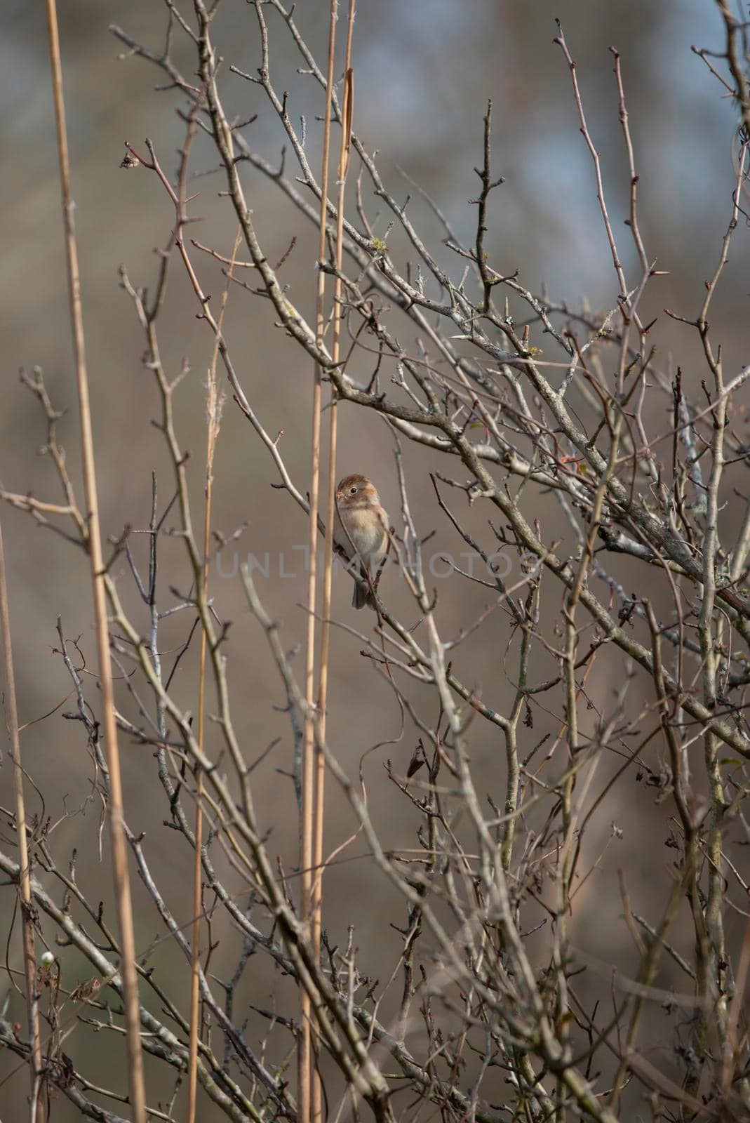 Field sparrow (Spizella pusilla) snacking while perched on a thin reed in a field