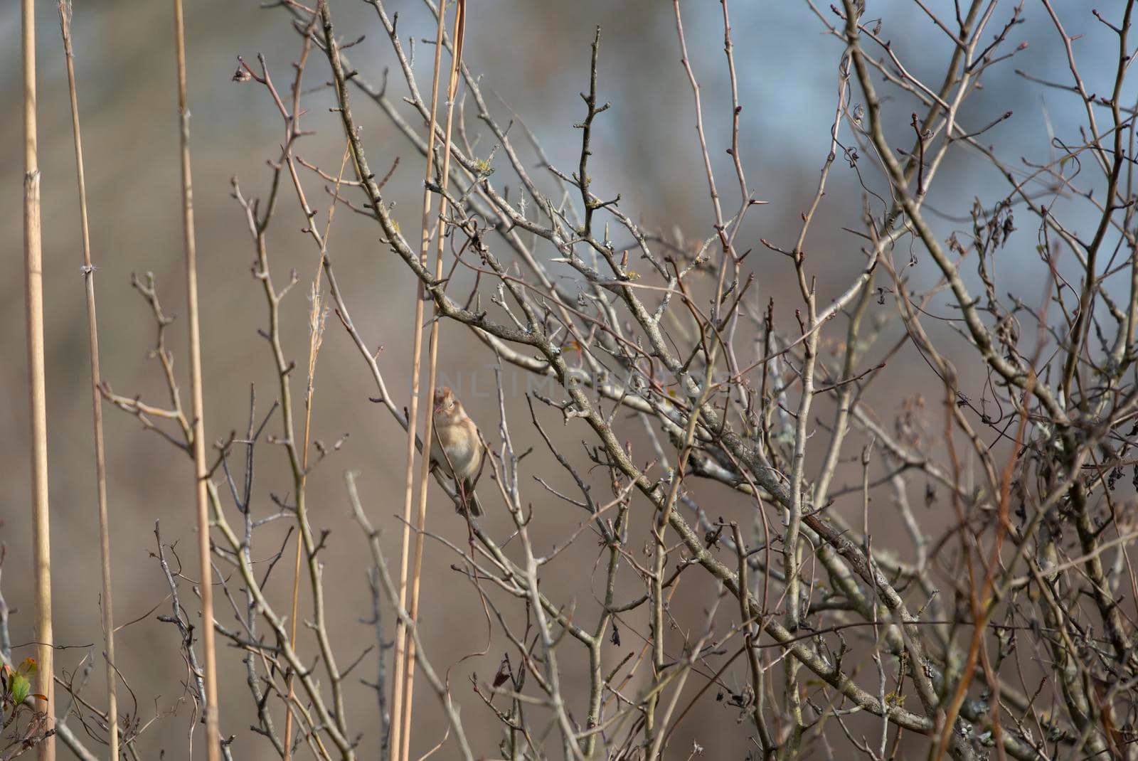 Field sparrow (Spizella pusilla) perched on a thin reed in a field, snacking