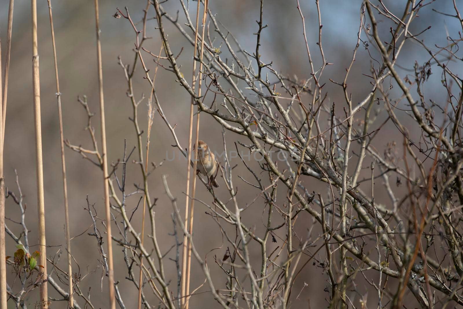 Field sparrow (Spizella pusilla) perched on a thin reed in a field