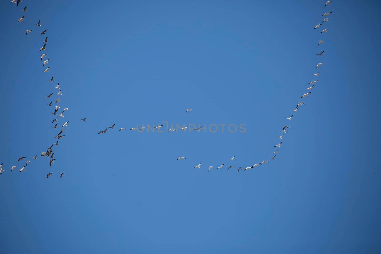A flock of geese migrating through a deep blue sky
