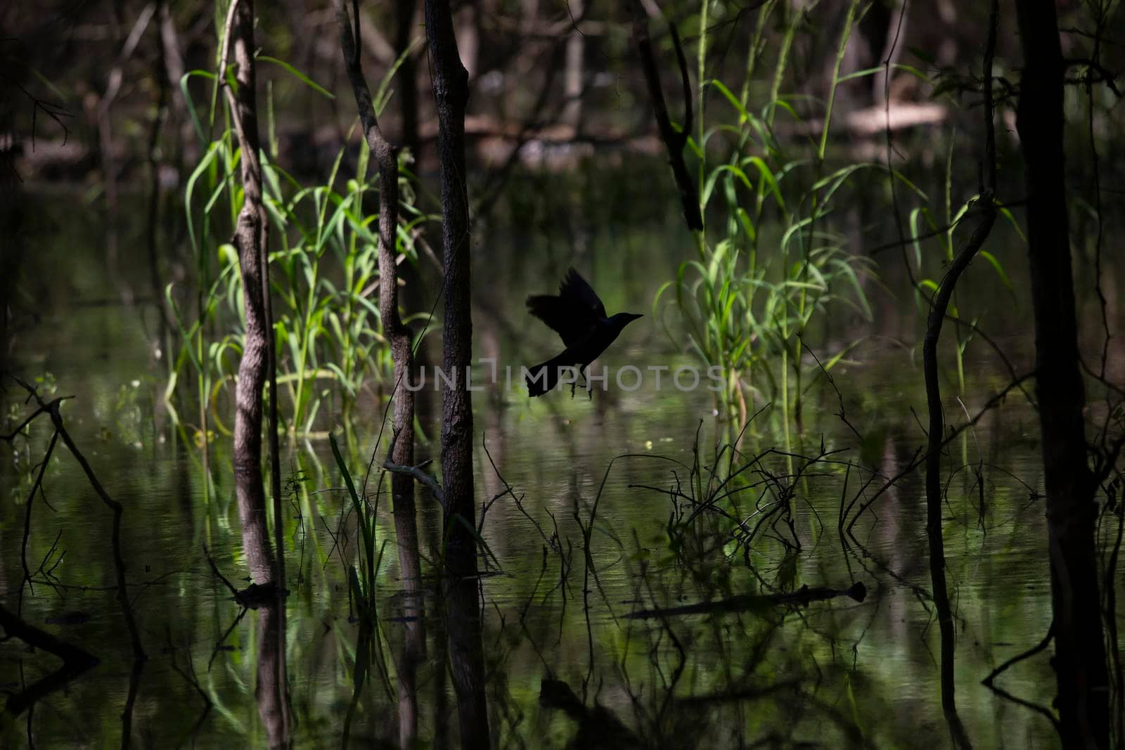 Common grackle silhouette taking off from a tree in the swamp