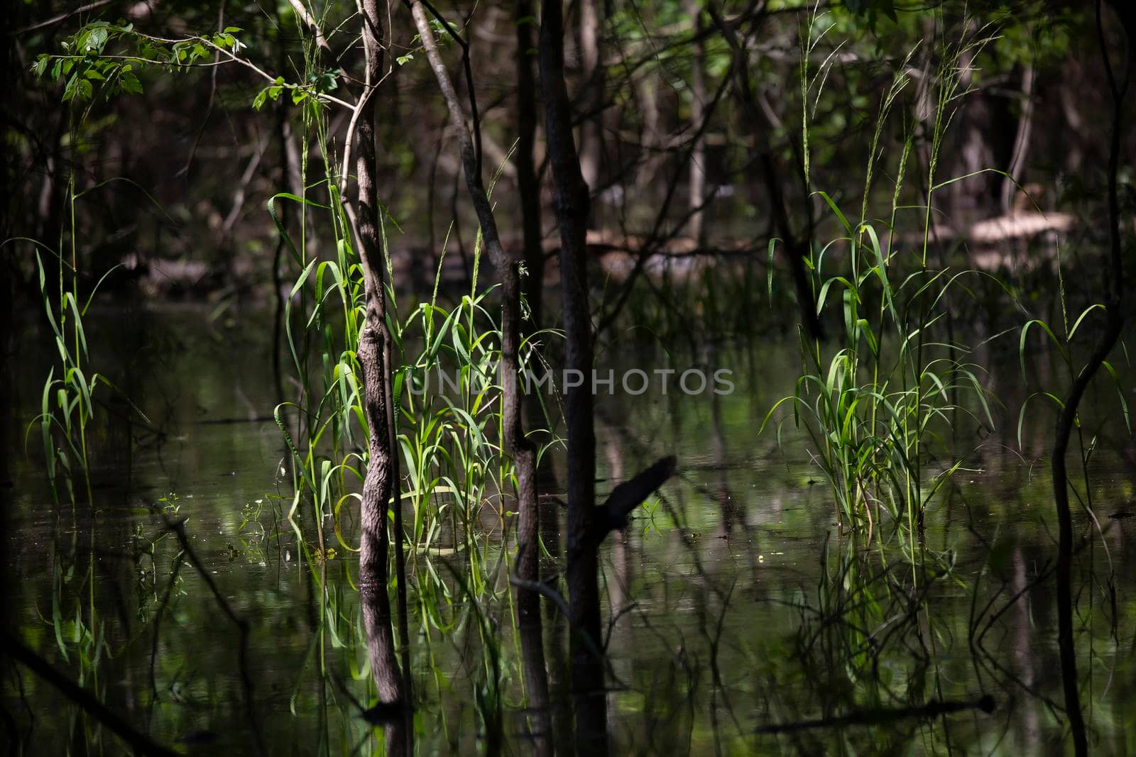 Tall grass and small trees growing in a swamp