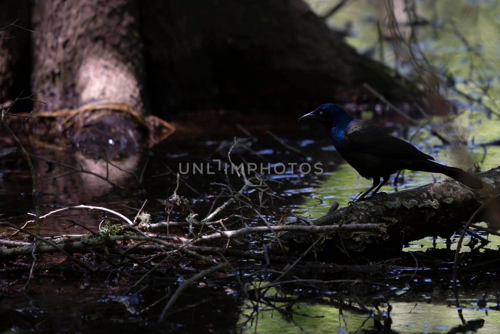 Common grackle watching the water in front of it for food