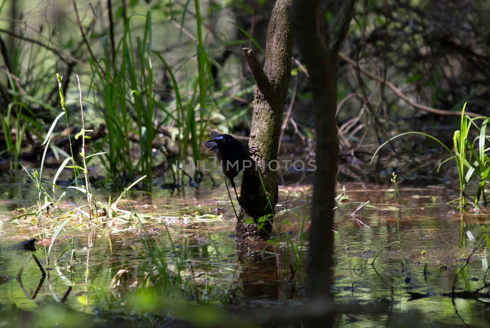 Common grackle calling from a small swamp tree