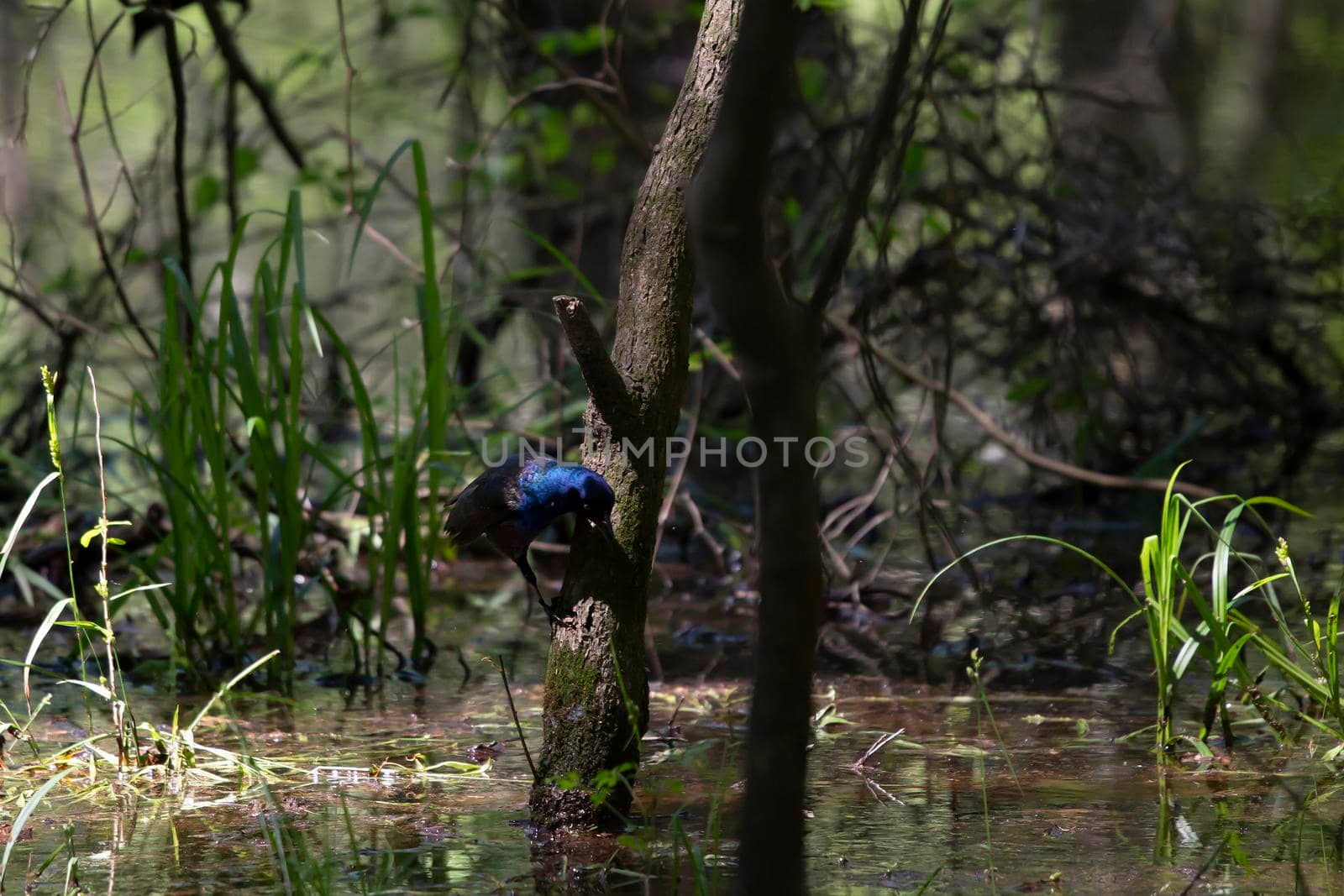 Common grackle feeding on insects in a swamp tree