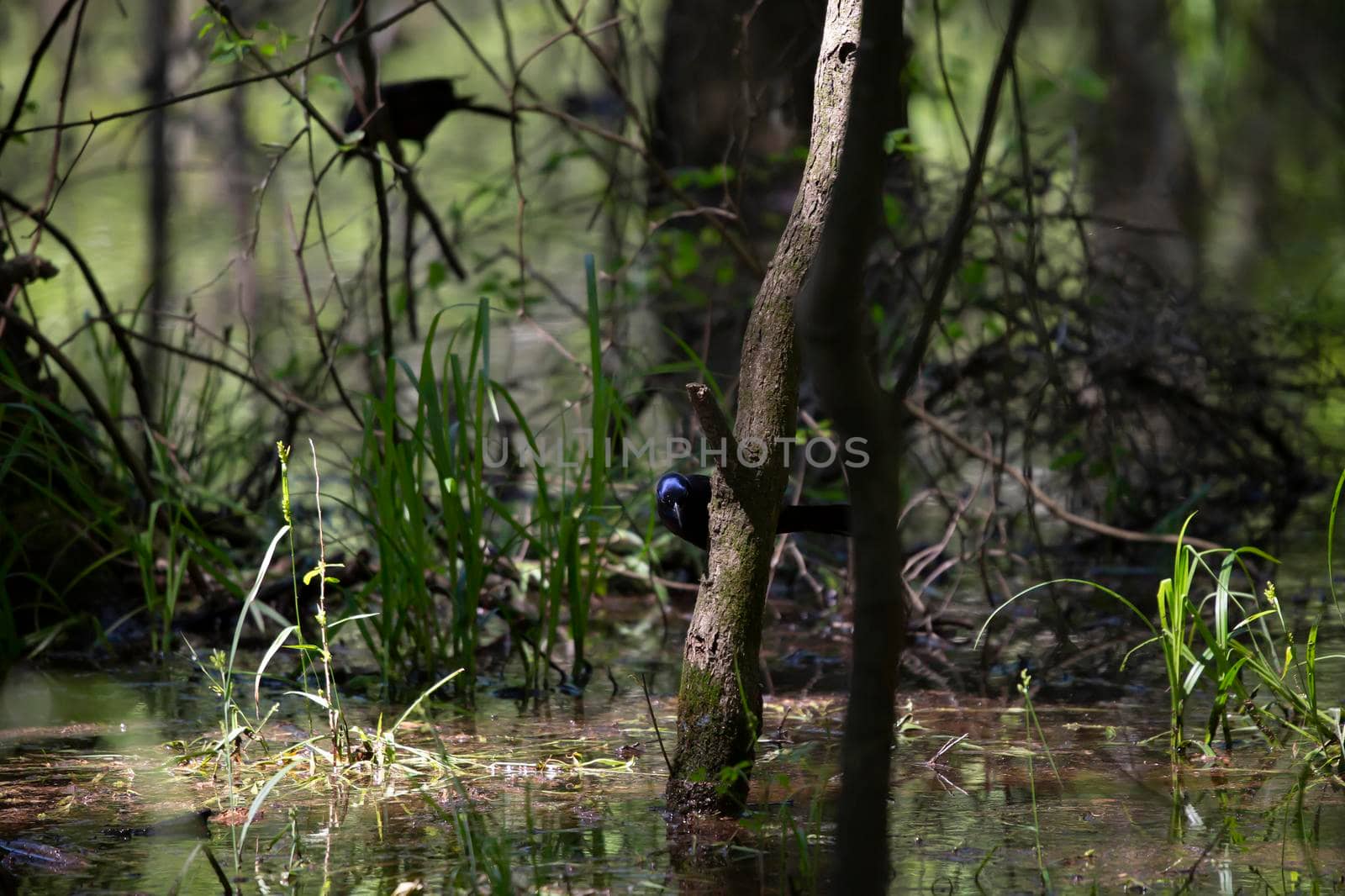 Common grackle perched low in a tree to hunt in swamp water