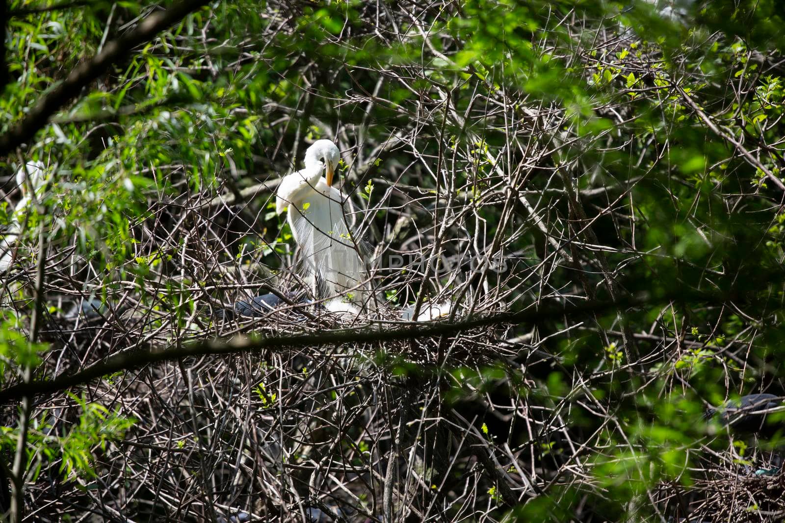 Great Egret Parent Grooming by tornado98