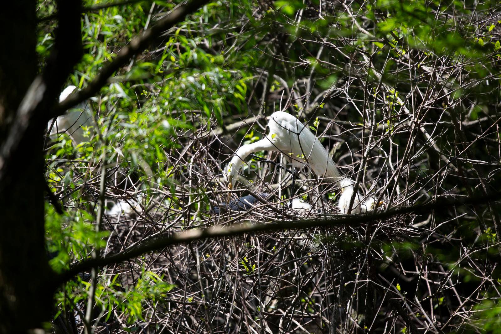 Great Egret Redecorating Its Home by tornado98