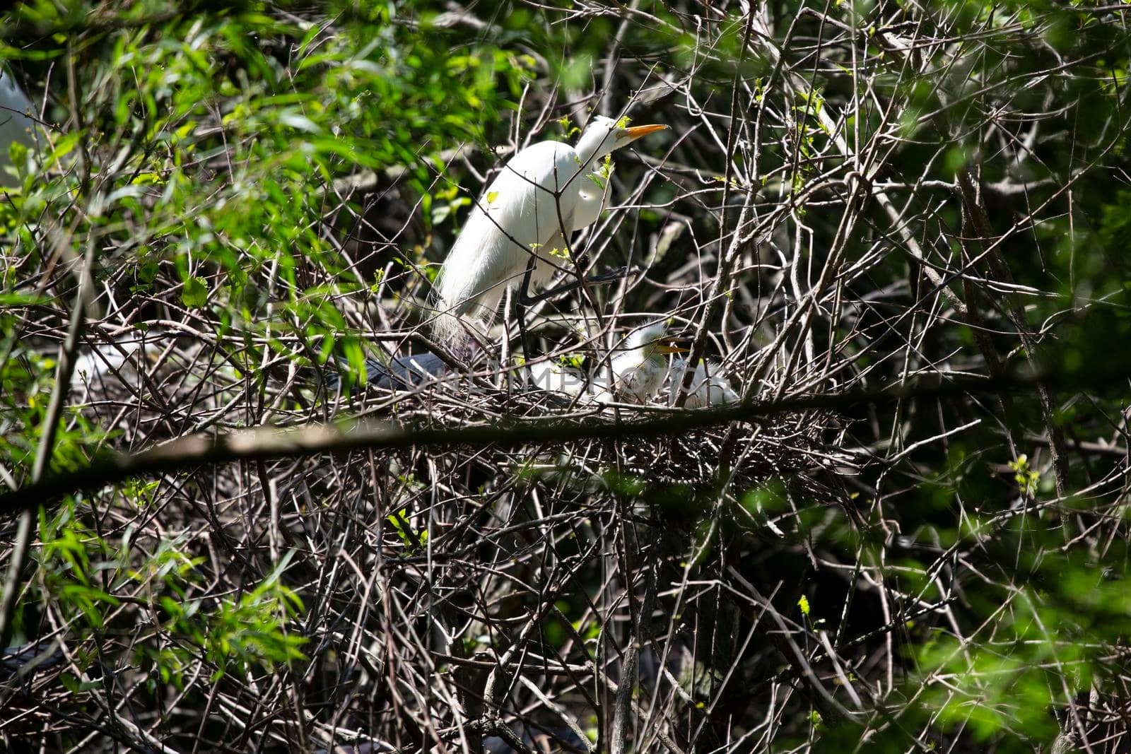 Great egret (Ardea alba) grooming as it watches over its chicks