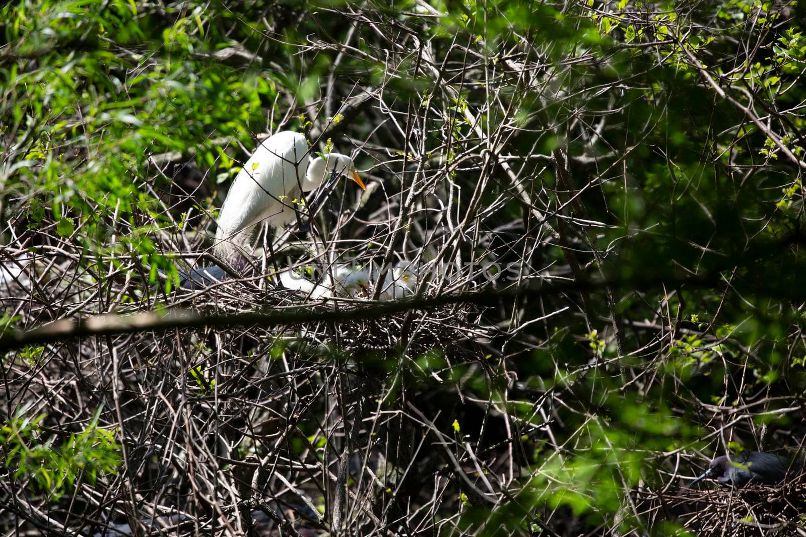 Great Egret Guarding Its Chicks by tornado98