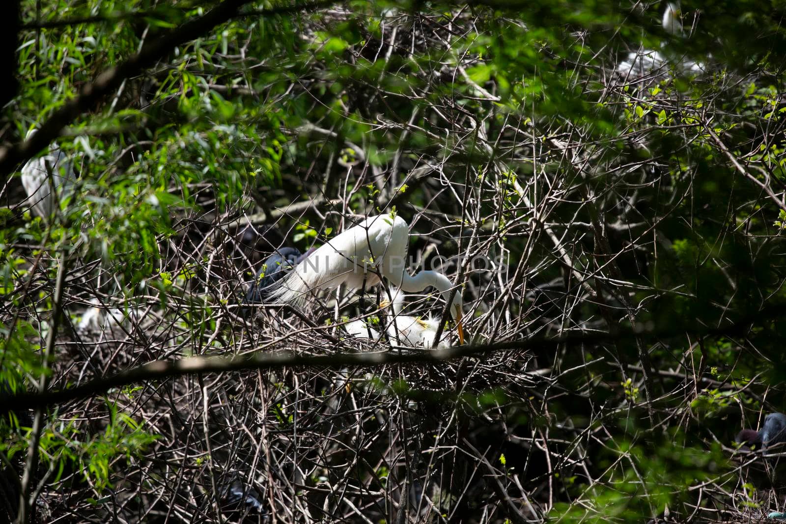 Great egret () parent reaching down toward its chicks