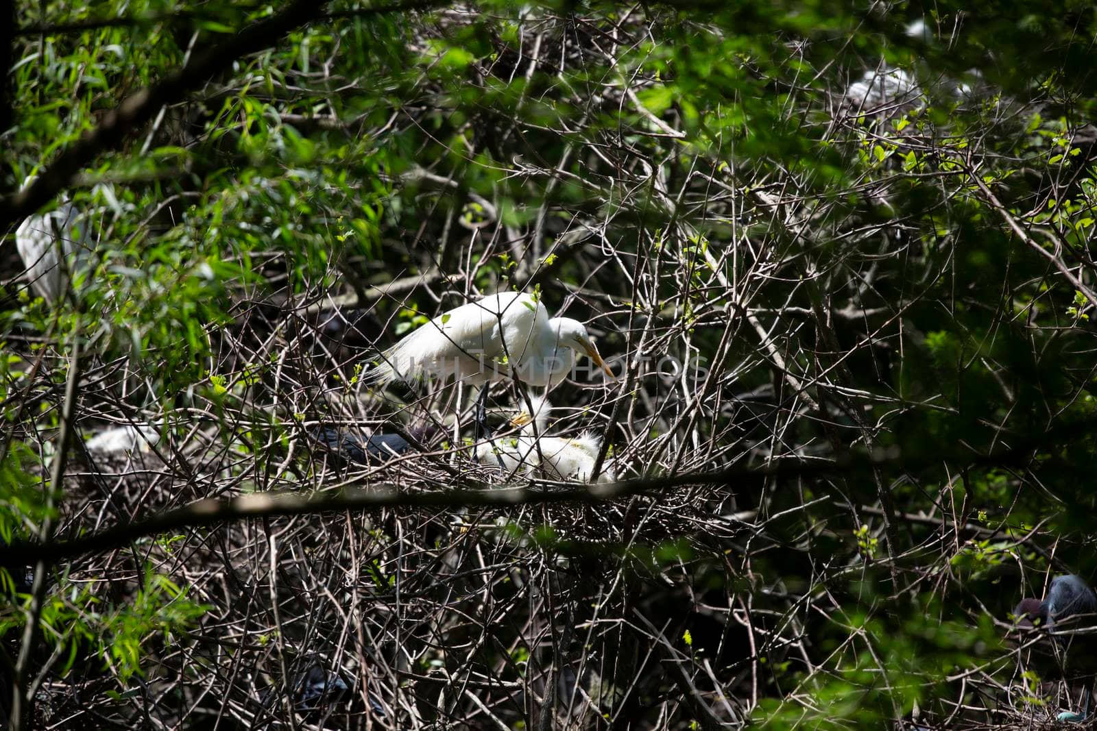 Great egret () parent watching over its chicks