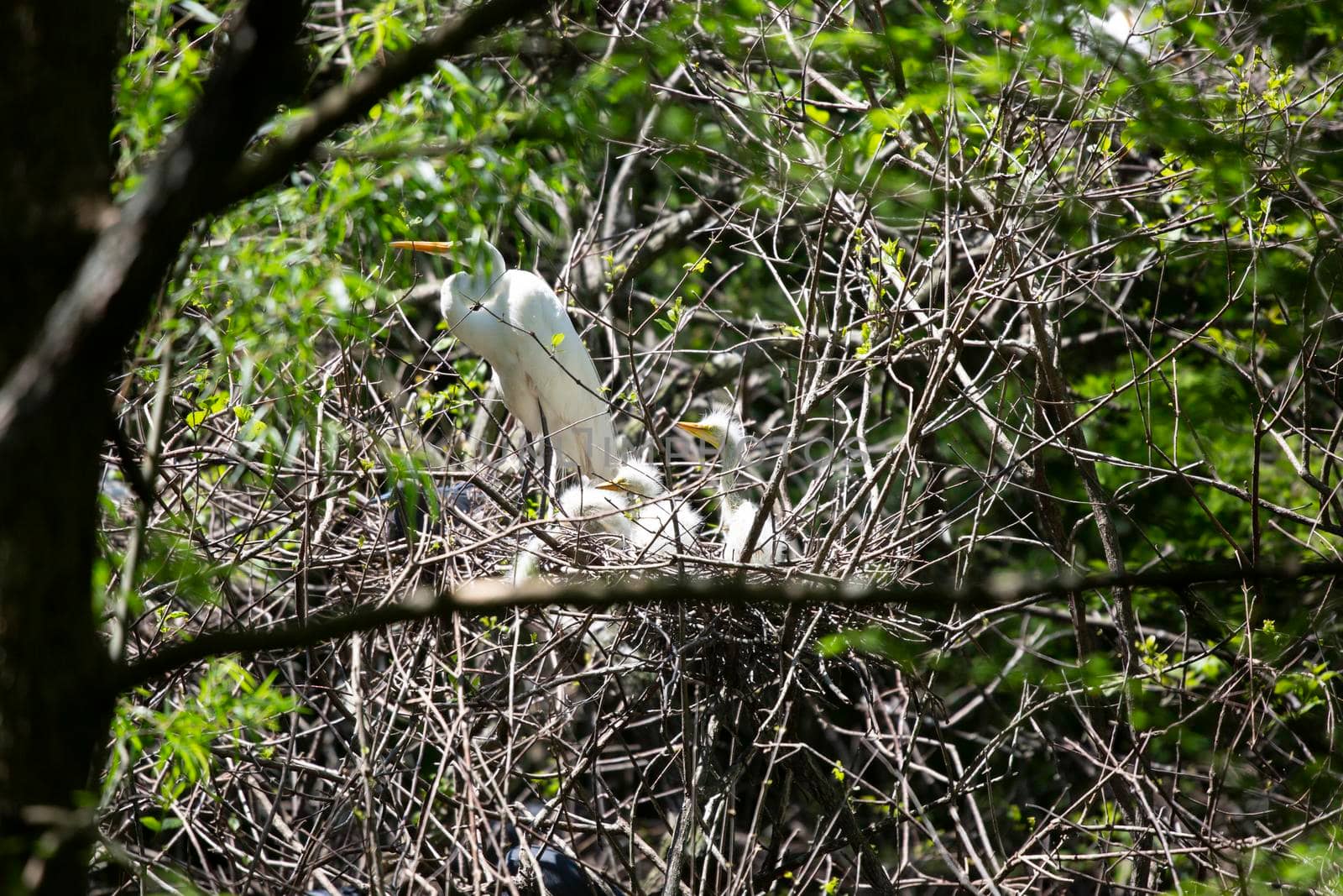Great egret (Ardea alba) parent watching over its chicks