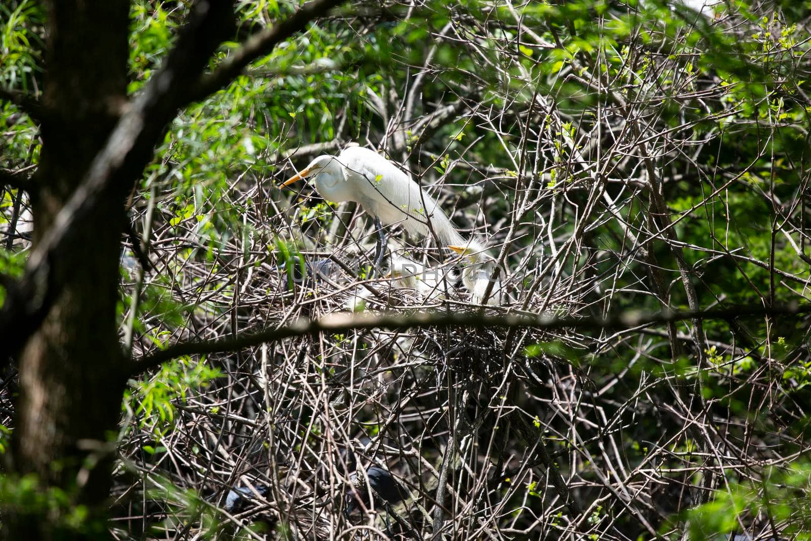 Great egret (Ardea alba) parent watching over its chicks