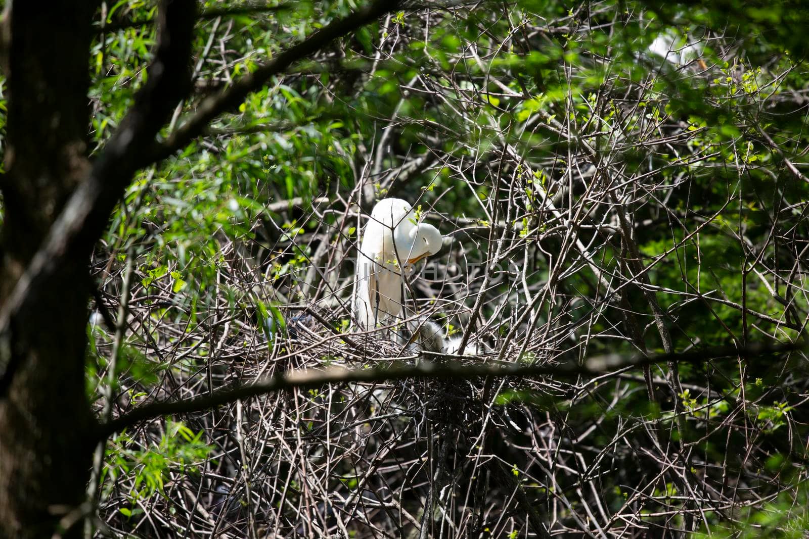 Great Egret Parent Grooming by tornado98
