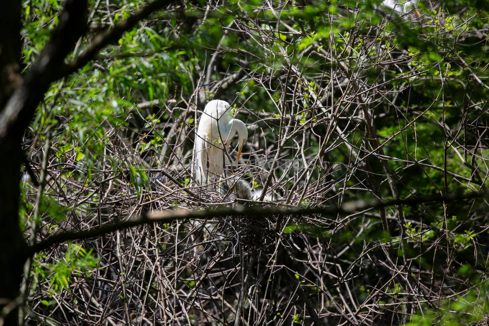 Great egret (Ardea alba) parent reaching down to chicks