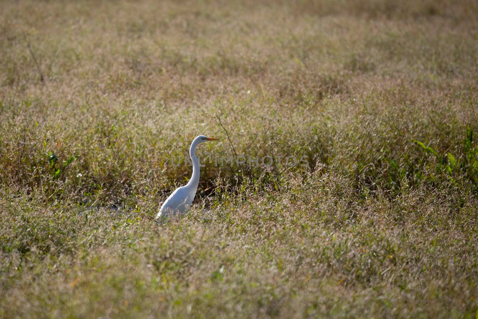 Great egret (Ardea alba) quietly hunting in a marsh