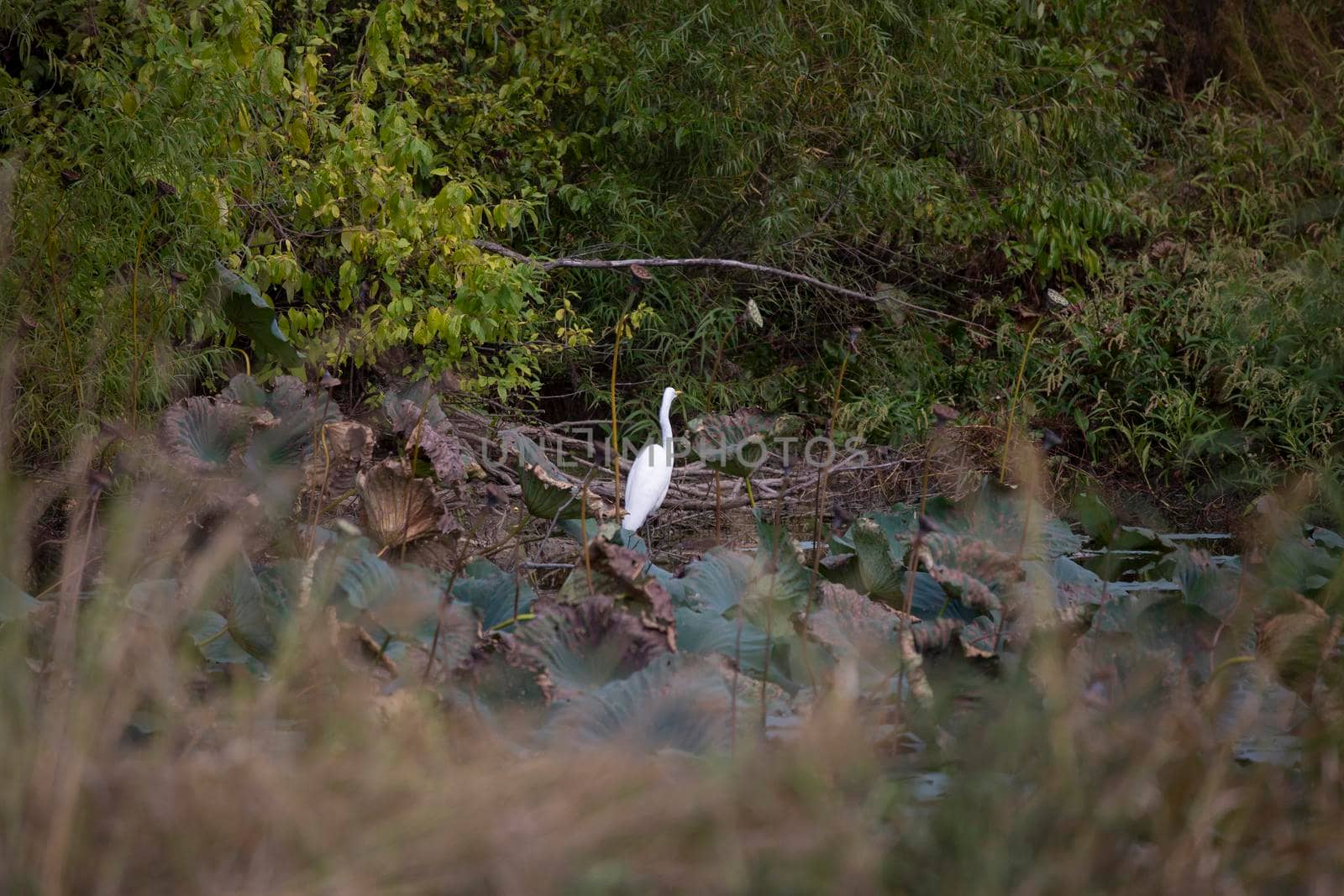 Great Egret Hunting by tornado98