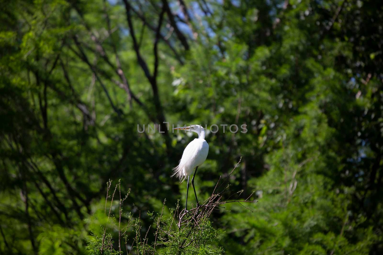 Great egret (Ardea alba) watching its surroundings from a tree top
