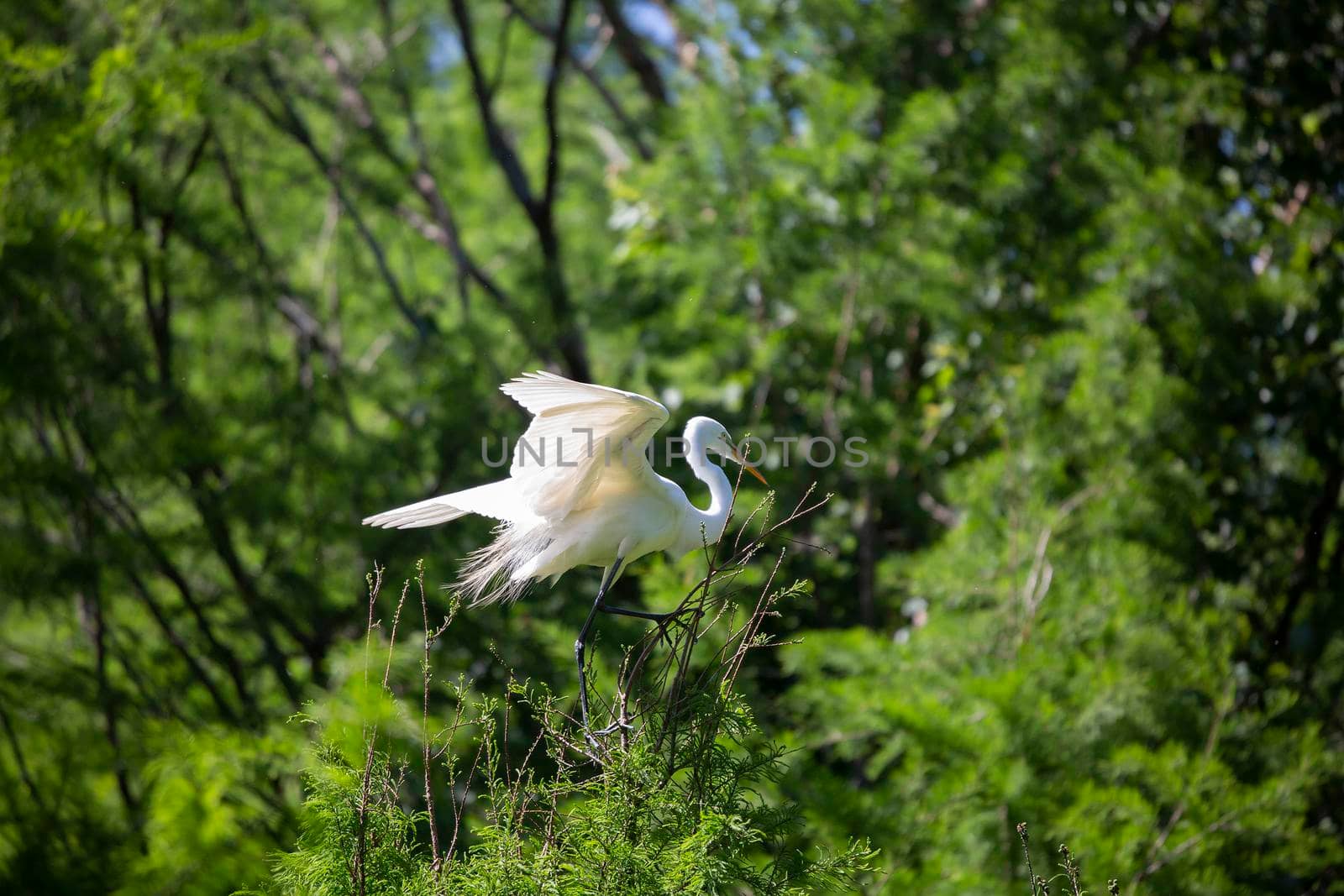 Great egret (Ardea alba) landing on a tree top