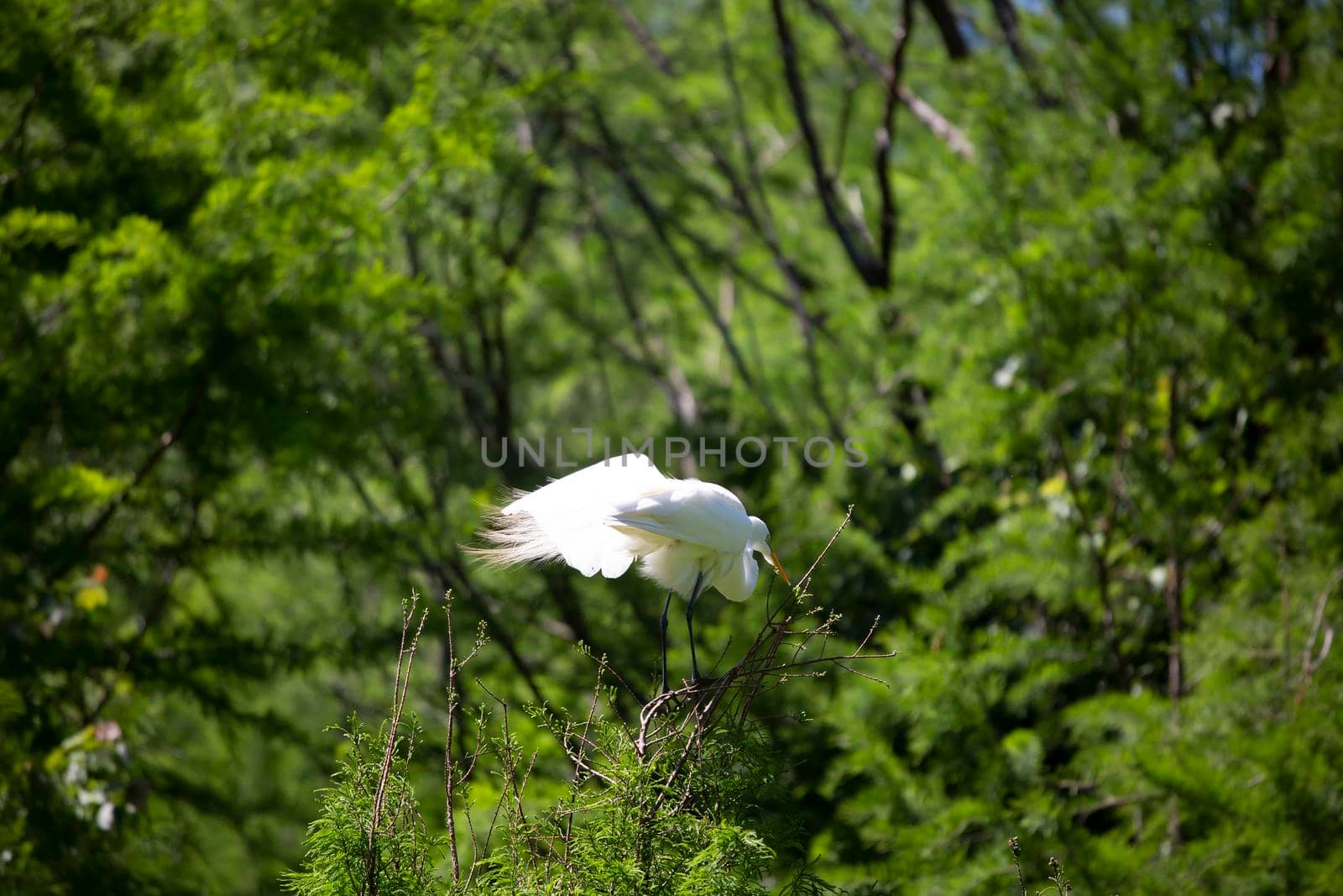 Great Egret on a High Perch by tornado98